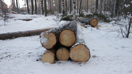 Жители Барнаула бьют тревогу из-за рубок леса.