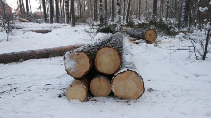 Жители Барнаула бьют тревогу из-за рубок леса.