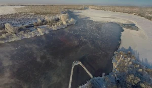 Лебеди-кликуны в заказнике на озере Светлом.