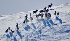 В Алтайском заповеднике проверили зимовку аргали.