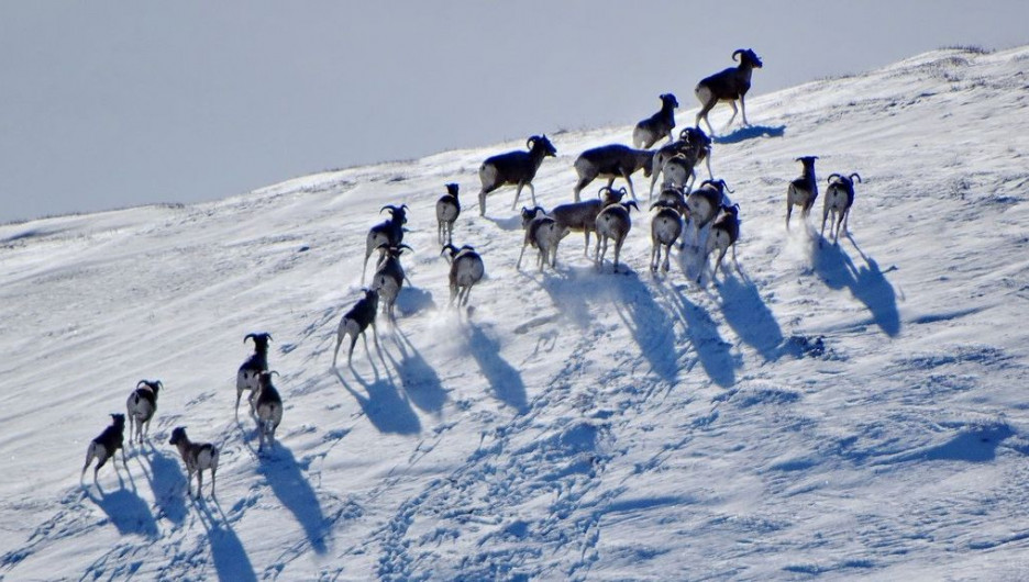 В Алтайском заповеднике проверили зимовку аргали.