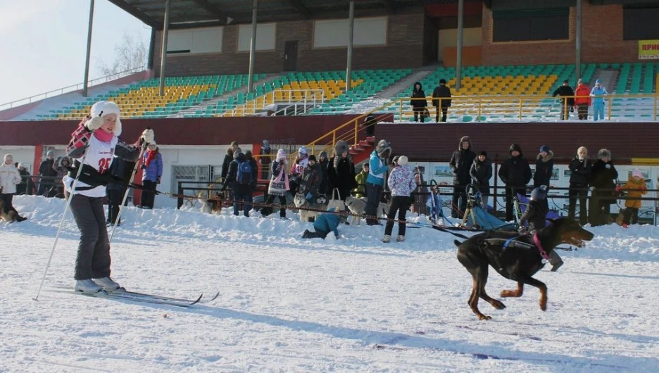 В Барнауле прошли соревнования по скиджорингу "След-2016". 24 января 2016 года.