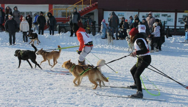 В Барнауле прошли соревнования по скиджорингу "След-2016". 24 января 2016 года.