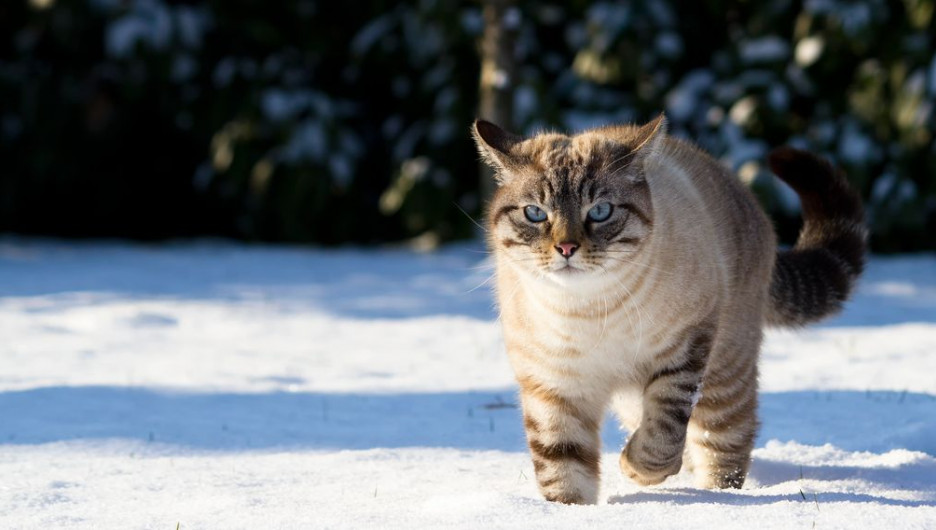 Кот в снегу.