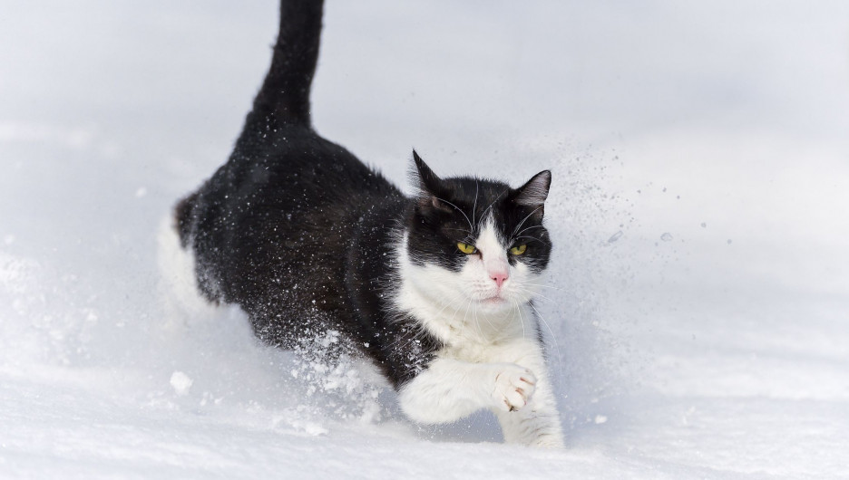 Кот в снегу.