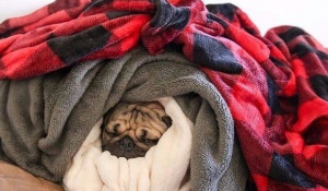 Собака, зима, тепло.