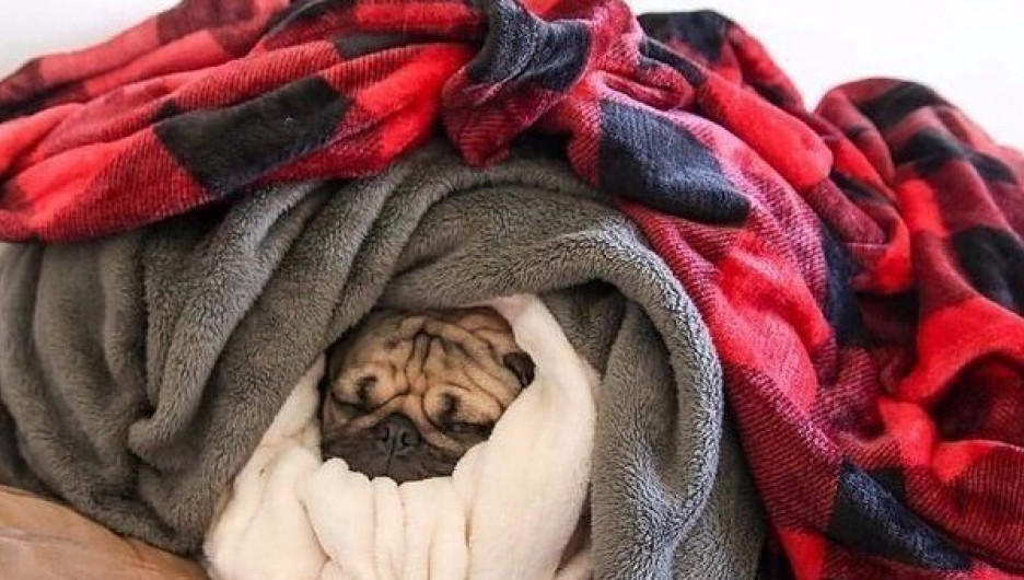 Собака, зима, тепло.