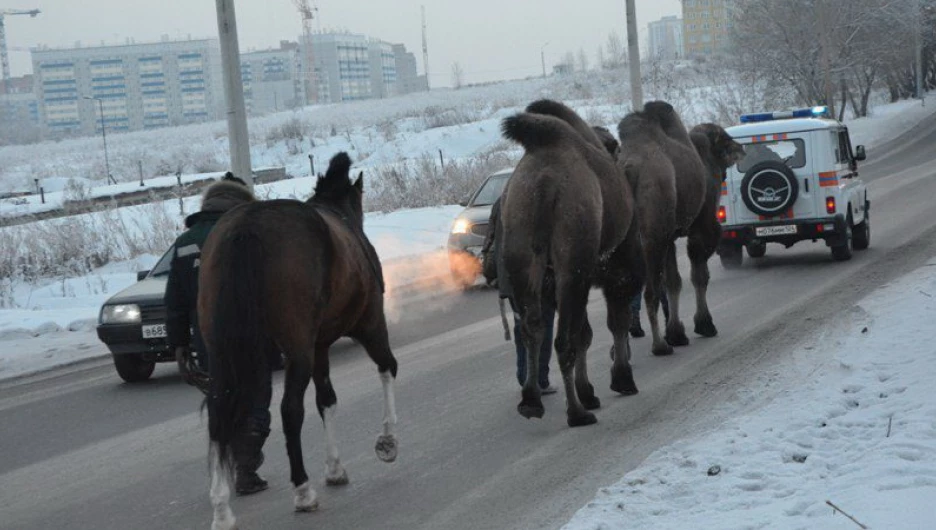 Брошенные в Красноярске животные.