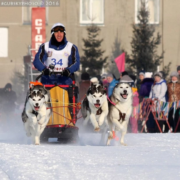 Алтайские спортсмены прошли отбор на чемпионат Европы по гонкам на собачьих упряжках.