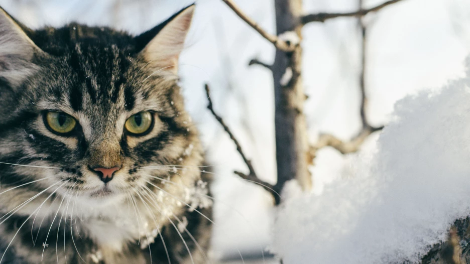 Кошка и снег.