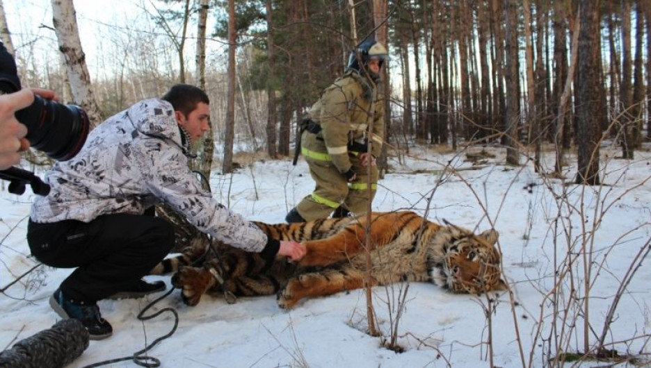 Воронежские спасатели ловят тигра.