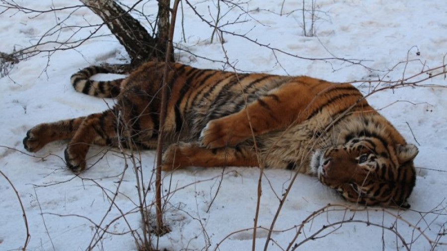 Воронежские спасатели ловят тигра.