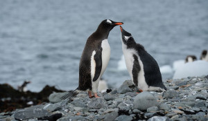Пингвины в Антарктиде.