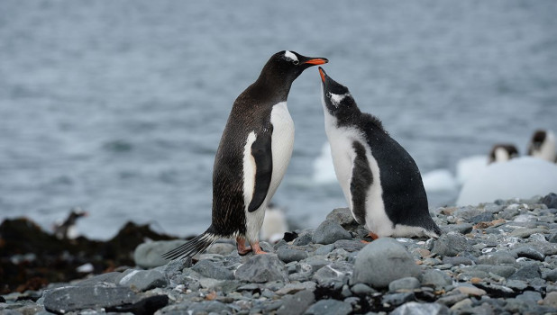 Пингвины в Антарктиде.