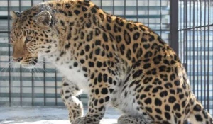 В Барнаульском зоопарке появились три новых обитателя.