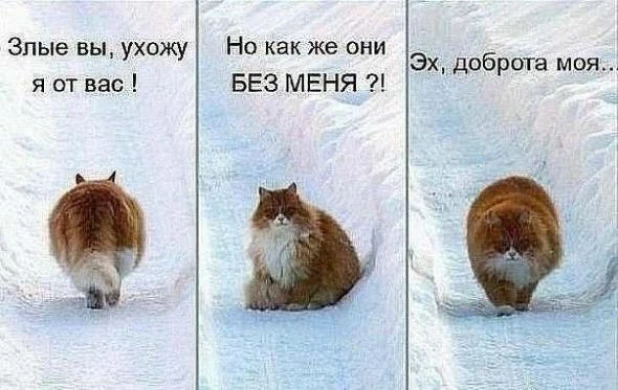 Крутые коты.