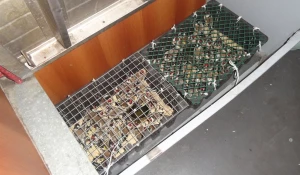 В поезде задержали 150 щеглов без документов.