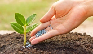 Растения нуждаются в подкормке.