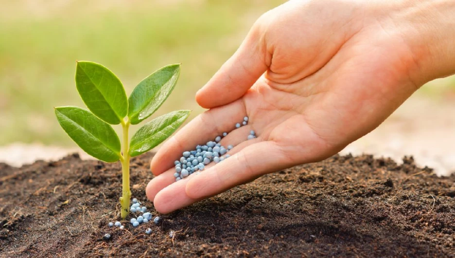 Растения нуждаются в подкормке.