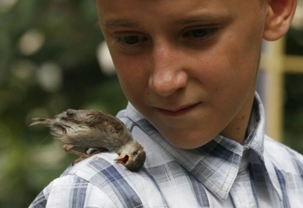 12-летний мальчик Вадим нашел и выходил маленького брошенного воробья. Теперь птичка по имени Эбби стала его домашним питомцем и другом.