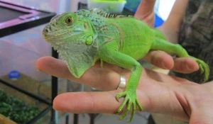 Ящерицы в экзопарке