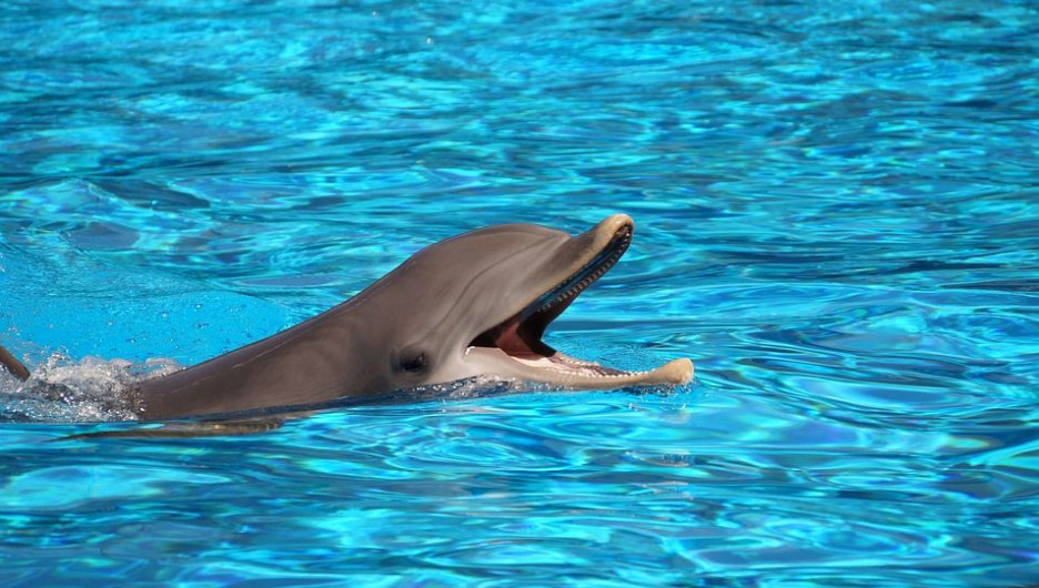 В России запретят вылавливать дельфинов для развлекательных центров
