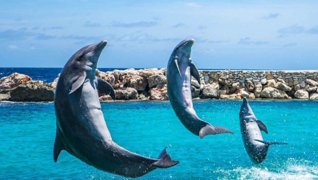 О боевых дельфинах на страже Севастопольской бухты рассказал ученый