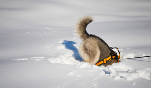 Собака в снегу.