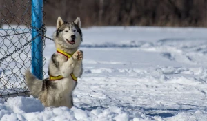 В пригороде Барнаула состоялось открытие Алтайского центра ездового спорта.