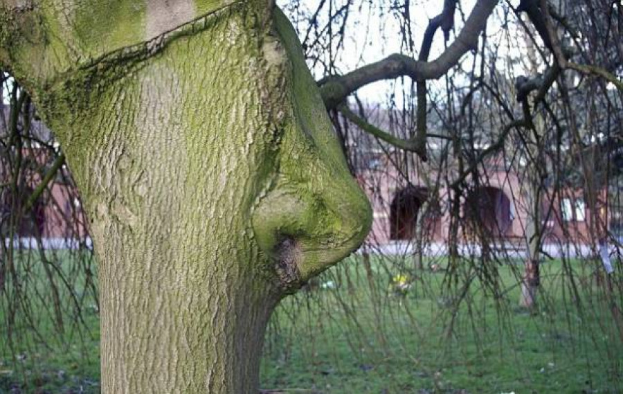 Нарост на дереве - он же нос.