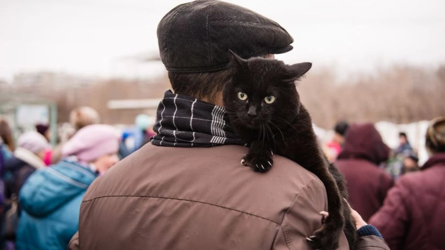 В Барнауле прошел Праздник мартовских котов