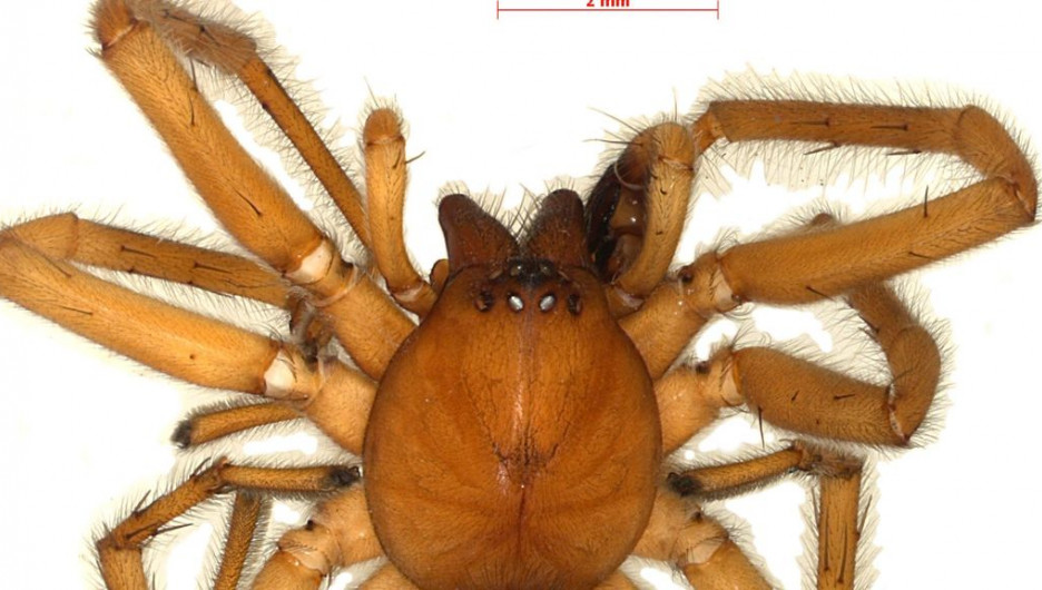 Новый вид паука Parasyrisca volynkini Fomichev.