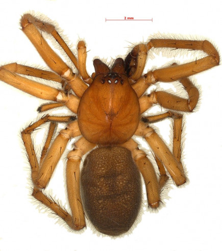 Новый вид паука Parasyrisca volynkini Fomichev.