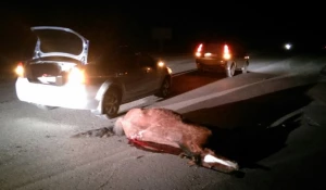 Сбитая лошадь на Чуйском тракте.