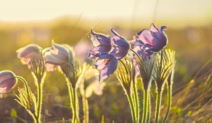 Весна. Цветение.