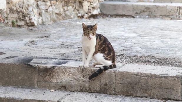 Уличная лестница, кошка.