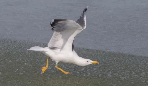 Барабинская чайка.