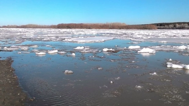 Ледоход на Бие 31 марта 2016 года.