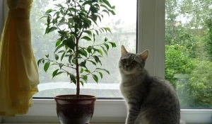 Как купить комнату без "подводных камней".