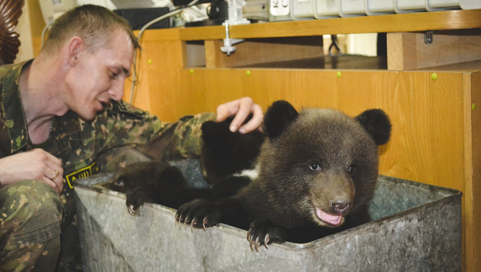В барнаульском санатории родились медвежата.