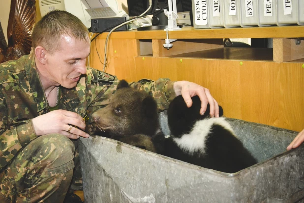 В барнаульском санатории родились медвежата.