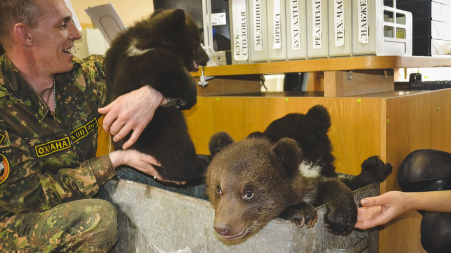 В барнаульском санатории родились медвежата.