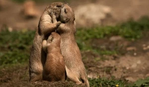 Семейное фото.