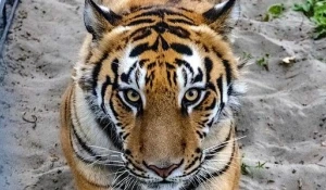 Тигр в барнаульском зоопарке.