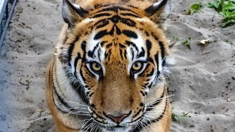 Тигр в барнаульском зоопарке.