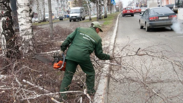 На проспекте Ленина опять спиливают деревья. 16 апреля 2016 года.