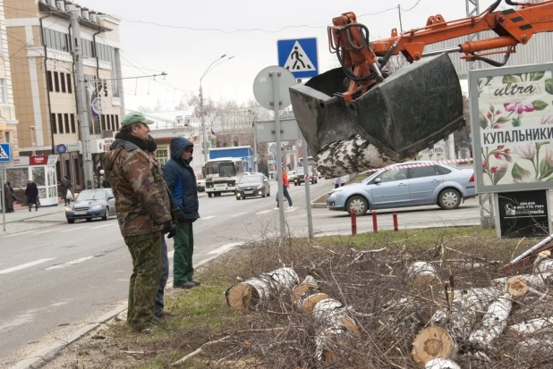 На проспекте Ленина опять спиливают деревья. 16 апреля 2016 года.