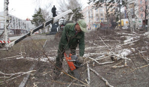 На проспекте Ленина опять спиливают деревья. 16 апреля 2016 года.