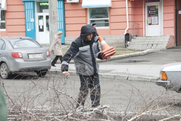 На проспекте Ленина опять спиливают деревья. 16 апреля 2016 года.