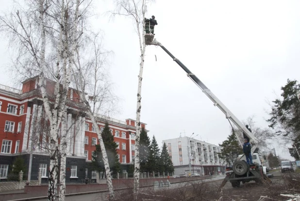 На проспекте Ленина опять спиливают деревья. 16 апреля 2016 года.